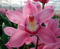 /album/%ce%b1%ce%b3%ce%ac%cf%80%ce%b7-%ce%b5%cf%81%cf%89%cf%84%ce%ac%cf%82/orcidea-trianafilou-1-jpg2/